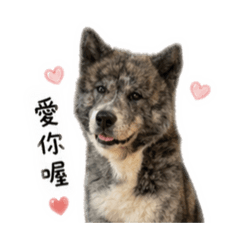 秋田寶劍的出道秀