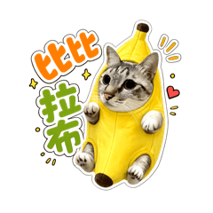 貓是傻ㄅㄧ是貓