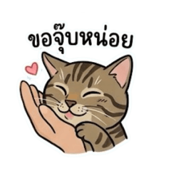 Cat funny Tangtang