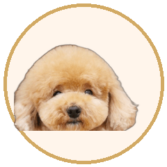 Puudle_chachamaru