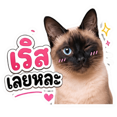 Siamese Cat - Good Vibes
