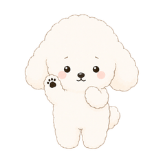 Cute Poodle Yuki