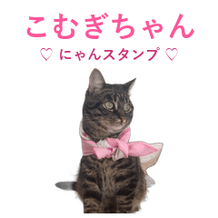 Komugi the Shop Cat