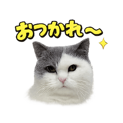 Real Cats Speak Okayama Dialect