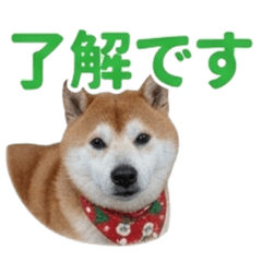 Lucky the Shiba: Daily Essentials