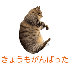 Moody Cat's Daily Life