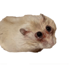 Funny animals (hamster, dog, bunny)