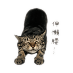 一歲奧奧