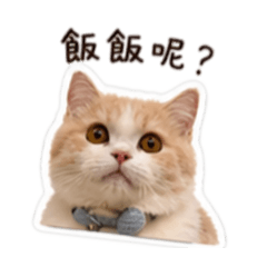 年年喵