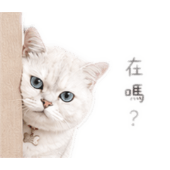 喵喵( ̀⌄ ́)