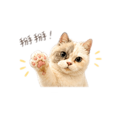 球球生活用語3