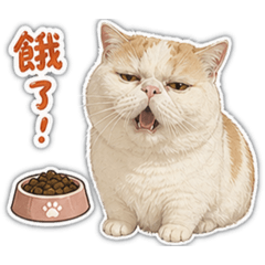 英短貓橘子日常