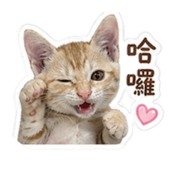 可愛小桃