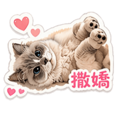 鈔灰搭