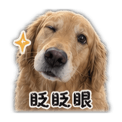 哈嚕咪の日常用語