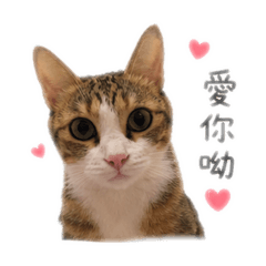 帥巴萬日常包