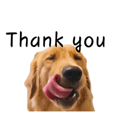 Eddy黃金獵犬 日常