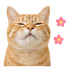 Curry Meow 5.0