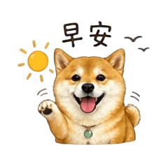 柴犬Q妹日常