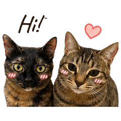 Pipi & Maomao Daily 2