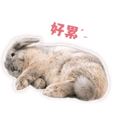 林茶米是小屁兔
