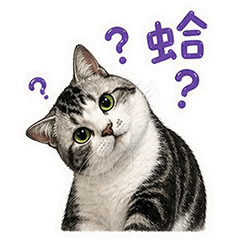 Qianqian the American Shorthair
