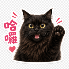 Omi the Black cat