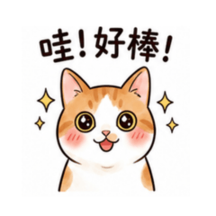 orange cat123