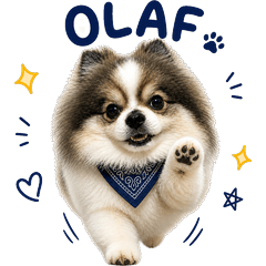 Olaf panda dog