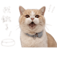 年年醬