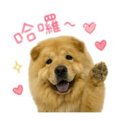 鬆獅犬用語