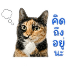 MaRuay Tortie CAT