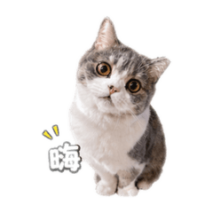包小甜