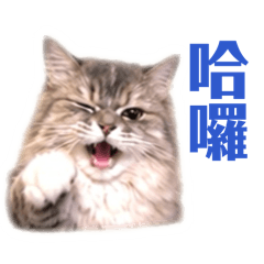 蔡小菲