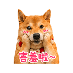 柴犬の生活-Q醬