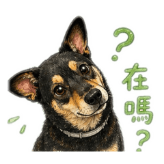 馬卡龍來了