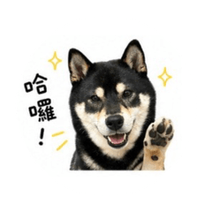 抖仔 ♡