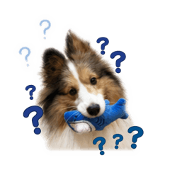 喜樂蒂牧羊犬whisky III