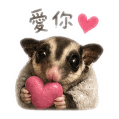 鼯妹