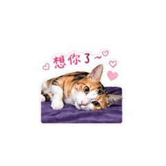 漂亮三花貓