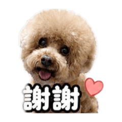 貴賓狗阿毛毛