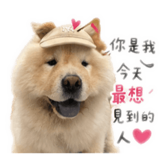 鬆獅土味情話