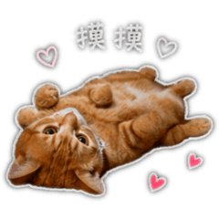 小嚕嚕滴日常