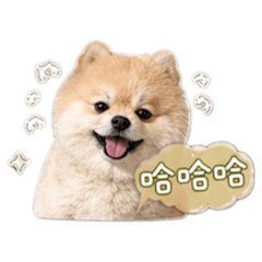 博美花崽的表情包