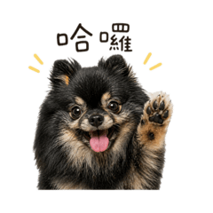 QQ BOBO 妞妞