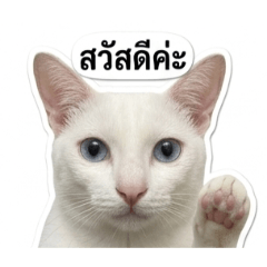 Bui_20260428104000