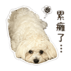 可愛的可樂生活日常