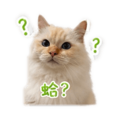 Cat Cai
