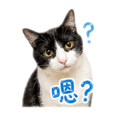 本是同媽生