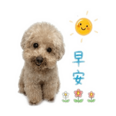 奶油貴賓日常用語